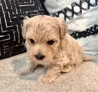 Zeus, a male Maltipoo and Poodle - Toy  for sale in Tampa, FL – 7 of 8