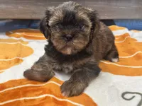 Lu Lu , a female Yorkshire Terrier and Shorkie for sale in Tampa, FL – 2 of 10