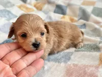Lu Lu , a female Maltipoo and Poodle - Toy  for sale in Tampa, FL – 6 of 10