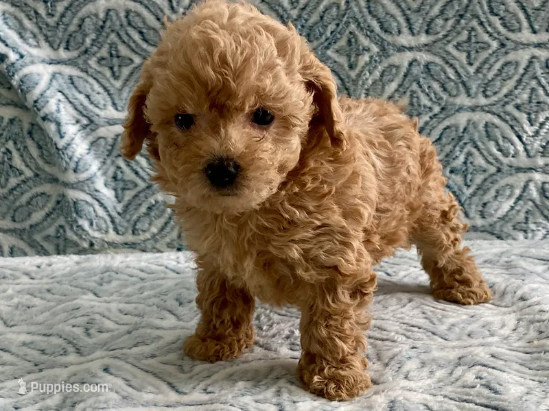 Nora – Maltipoo, Poodle - Toy  puppy for sale in Tampa, FL