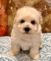 Gizmo, a male Maltipoo and Poodle - Toy  for sale in Tampa, FL – 3 of 10