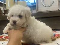 Moochi, a male Maltipoo and Poodle - Toy  for sale in Tampa, FL – 5 of 10