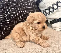 Mila , a female Maltipoo and Poodle - Toy  for sale in Tampa, FL – 10 of 10