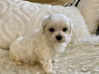 Oliver, a male Maltipoo and Poodle - Toy  for sale in Tampa, FL – 4 of 9