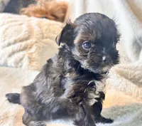 Niko Tiny, a male Yorkshire Terrier for sale in Tampa, FL – 8 of 10