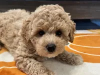 Zoey, a female Maltipoo and Poodle - Toy  for sale in Tampa, FL – 6 of 10