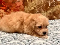 Loki, a male Maltipoo and Poodle - Toy  for sale in Tampa, FL – 8 of 10
