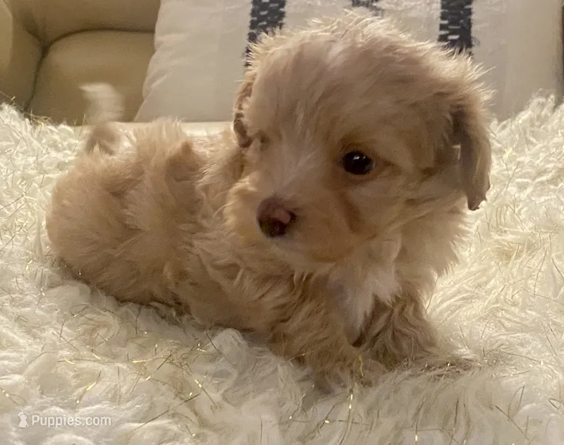 Meeko – Maltipoo, Poodle - Toy  puppy for sale in Tampa, FL