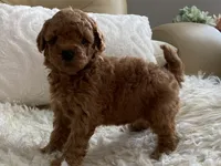Nora, a female Maltipoo and Poodle - Toy  for sale in Tampa, FL – 5 of 6