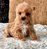Misa  Extra Tiny , a female Maltipoo and Poodle - Toy  for sale in Tampa, FL – 8 of 10