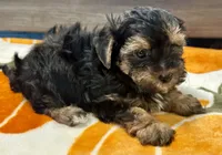 Tucker, a male Yorkshire Terrier for sale in Tampa, FL – 1 of 10