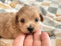 Lu Lu , a female Maltipoo and Poodle - Toy  for sale in Tampa, FL – 8 of 10
