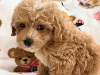 Rivaldo, a male Maltipoo and Poodle - Toy  for sale in Tampa, FL – 8 of 10