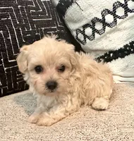 Lucy , a female Maltipoo and Poodle - Toy  for sale in Tampa, FL – 10 of 10