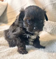 Niko Tiny, a male Yorkshire Terrier for sale in Tampa, FL – 9 of 10