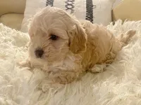 Marley, a male Cavapoo and Poodle - Toy  for sale in Tampa, FL – 10 of 10