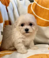 Charlie, a male Maltipoo and Poodle - Toy  for sale in Tampa, FL – 2 of 10