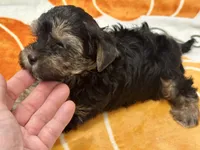 Tucker, a male Yorkshire Terrier for sale in Tampa, FL – 5 of 10