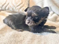 Lola  Tiny, a female Yorkshire Terrier for sale in Tampa, FL – 9 of 10