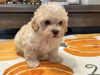 Charlie Green Eyes , a male Maltipoo and Poodle - Toy  for sale in Tampa, FL – 5 of 10