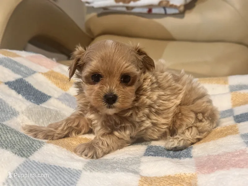 Lily  – Maltipoo, Poodle - Toy  puppy for sale in Tampa, FL