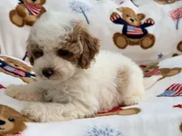 Romario, a male Maltipoo and Poodle - Toy  for sale in Tampa, FL – 3 of 9