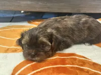 Lu Lu , a female Yorkshire Terrier and Shorkie for sale in Tampa, FL – 10 of 10