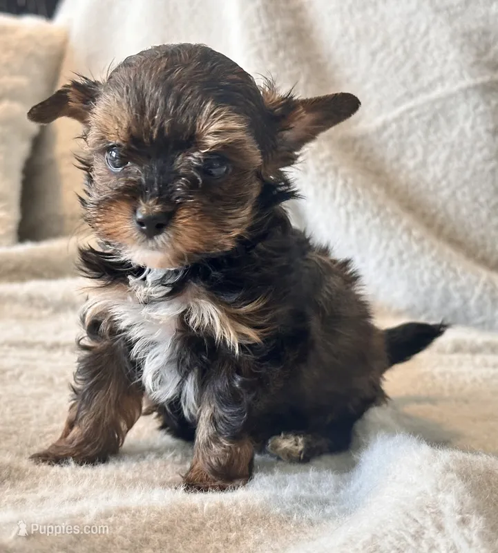 Lilly  Tiny  – Yorkshire Terrier puppy on hold in Tampa, FL