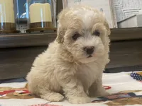 Scooter, a male Maltipoo and Poodle - Toy  for sale in Tampa, FL – 4 of 10