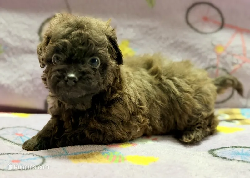Coco  – Maltipoo, Poodle - Toy  puppy for sale in Tampa, FL