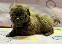 Coco , a female Maltipoo and Poodle - Toy  for sale in Tampa, FL – 1 of 9