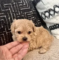 Mila , a female Maltipoo and Poodle - Toy  for sale in Tampa, FL – 5 of 10