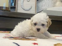 Shelby Tiny, a female Maltipoo and Poodle - Toy  for sale in Tampa, FL – 5 of 10