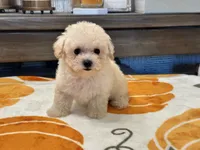 Lily, a female Maltipoo and Poodle - Toy  for sale in Tampa, FL – 9 of 10