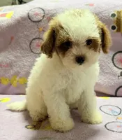 Mattie , a female Maltipoo and Poodle - Toy  for sale in Tampa, FL – 4 of 10