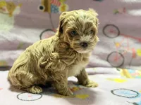 Messi , a male Maltipoo and Poodle - Toy  for sale in Tampa, FL – 9 of 10