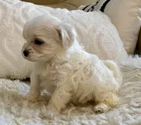 Oliver, a male Maltipoo and Poodle - Toy  for sale in Tampa, FL – 5 of 9