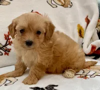 Luna , a female Maltipoo and Poodle - Toy  for sale in Tampa, FL – Photo 6 of 10