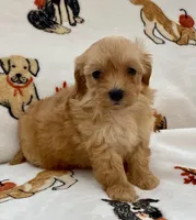 Luna , a female Maltipoo and Poodle - Toy  for sale in Tampa, FL – Photo 1 of 10