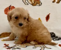 Luna , a female Maltipoo and Poodle - Toy  for sale in Tampa, FL – Photo 10 of 10