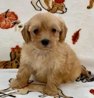 Luna , a female Maltipoo and Poodle - Toy  for sale in Tampa, FL – Photo 9 of 10