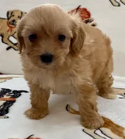 Luna , a female Maltipoo and Poodle - Toy  for sale in Tampa, FL – Photo 2 of 10