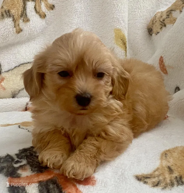 Luna  – Maltipoo, Poodle - Toy  puppy for sale in Tampa, FL
