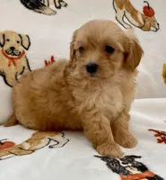 Luna , a female Maltipoo and Poodle - Toy  for sale in Tampa, FL – Photo 7 of 10