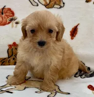 Luna , a female Maltipoo and Poodle - Toy  for sale in Tampa, FL – Photo 3 of 10