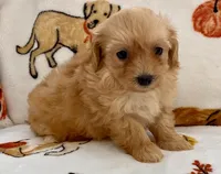 Luna , a female Maltipoo and Poodle - Toy  for sale in Tampa, FL – Photo 5 of 10