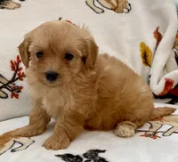 Luna , a female Maltipoo and Poodle - Toy  for sale in Tampa, FL – Photo 4 of 10
