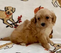 Luna , a female Maltipoo and Poodle - Toy  for sale in Tampa, FL – Photo 8 of 10