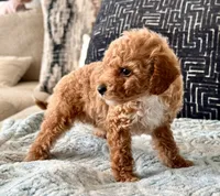 Fendi Tiny , a female Maltipoo and Poodle - Toy  for sale in Tampa, FL – 10 of 10