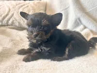 Lola  Tiny, a female Yorkshire Terrier for sale in Tampa, FL – 6 of 10